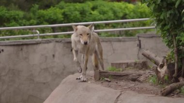 Gri kurt hayvanat bahçesinde koşuyor, yakın plan..