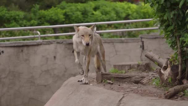 Szary wilk biegnie w zoo, zbliżenie. — Wideo stockowe