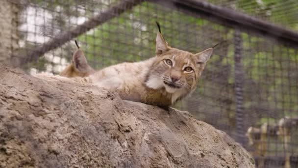 Lynx躺在动物园的石头上 — 图库视频影像