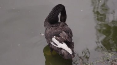 Ördekler ve kazlar hayvanat bahçesinde