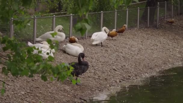 Утки и гуси в зоопарке — стоковое видео