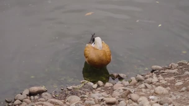 Patos y gansos en el zoológico — Vídeo de stock
