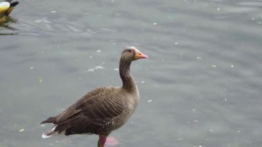 Ördekler ve kazlar hayvanat bahçesinde