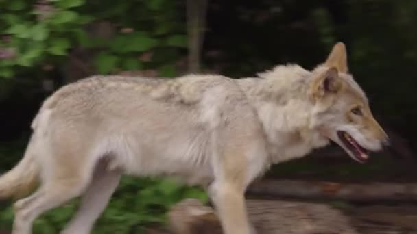Der graue Wolf läuft im Zoo aus nächster Nähe. — Stockvideo