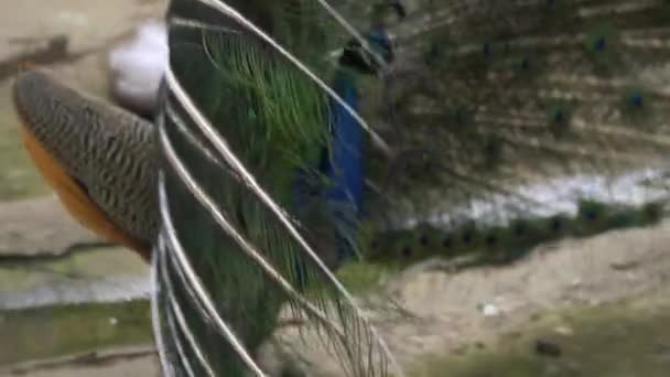 Peacock with a loose tail at the zoo. — Stock Video