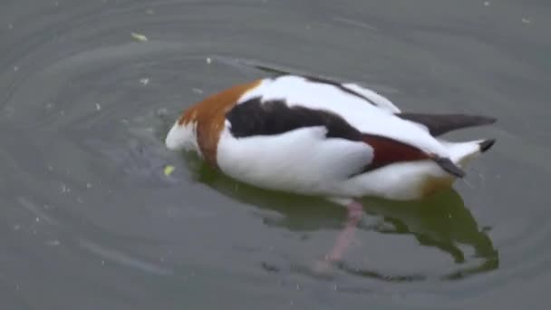 Ducks and geese in the zoo — Stock Video