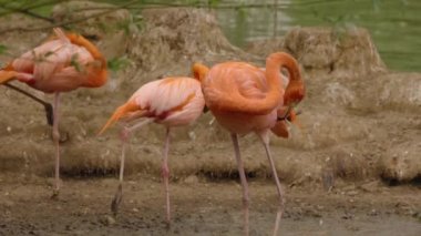 Hayvanat bahçesinde bir grup beyaz ve pembe flamingo.