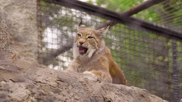 Lynx lies on the stones in the zoo — Stock Video