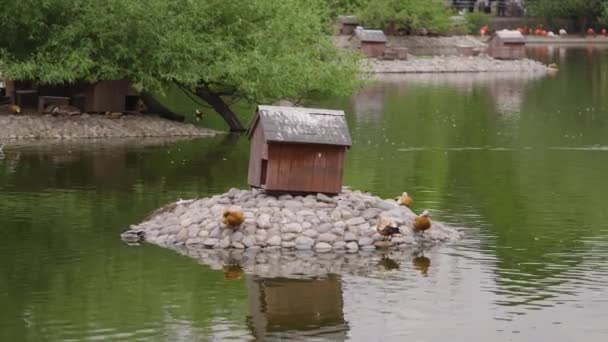 Patos e gansos no zoológico — Vídeo de Stock