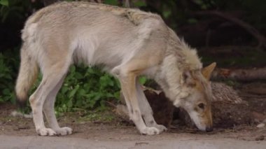Gri kurt hayvanat bahçesinde koşuyor, yakın plan..