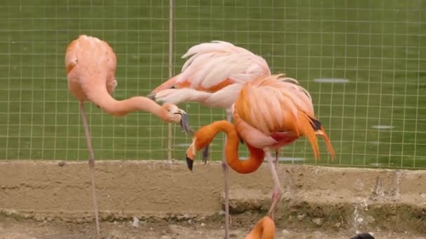 Skupina bílých a růžových plameňáků v zoo — Stock video