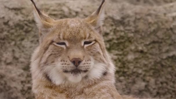 Lynx giace sulle pietre dello zoo — Video Stock