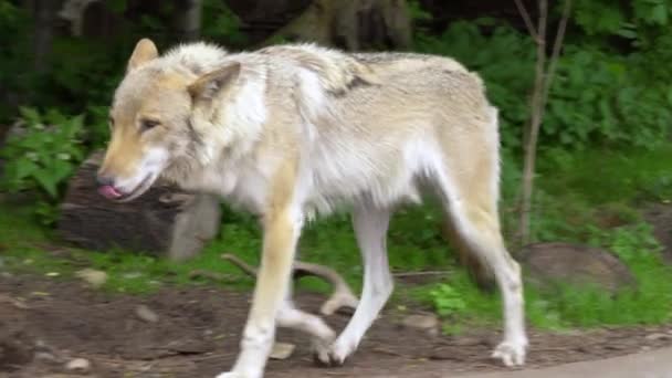 Le loup gris court dans le zoo, gros plan. — Video