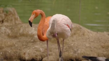 Hayvanat bahçesinde bir grup beyaz ve pembe flamingo.