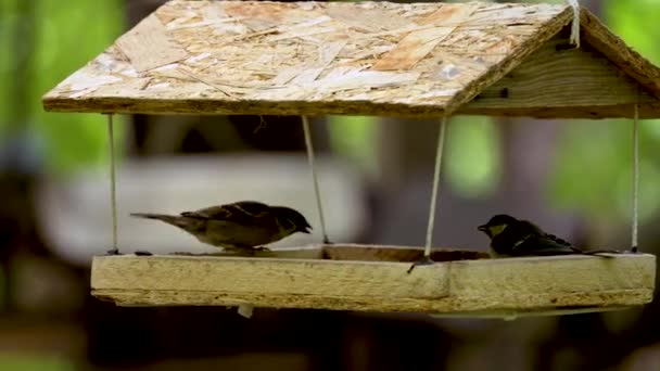 Os pássaros no parque comem do alimentador — Vídeo de Stock