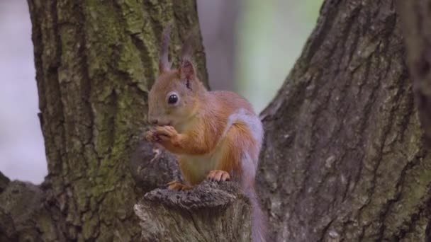 Squirrel in the park eats from the feeder — Stock Video
