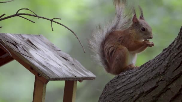 Σκίουρος στο πάρκο τρώει από τον τροφοδότη — Αρχείο Βίντεο