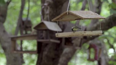 Parktaki kuşlar besleyiciden yer.