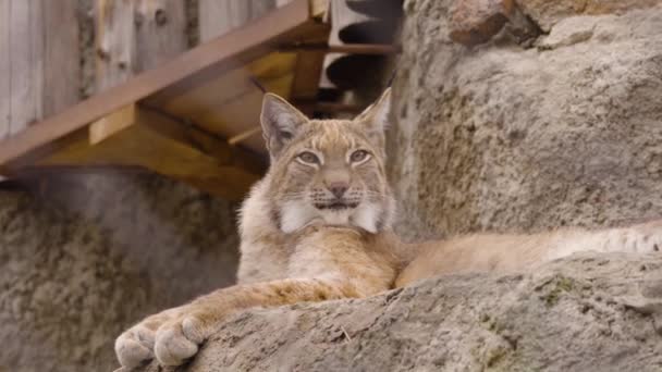Lynx ligger på stenarna i djurparken — Stockvideo