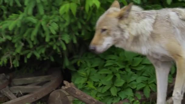 회색 늑대는 동물원에서 뛰쳐 다닌다.. — 비디오