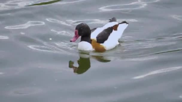 Eenden en ganzen in de dierentuin — Stockvideo