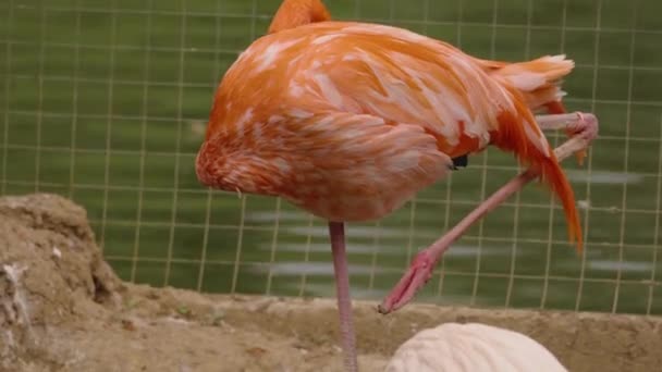 Grupo de flamingos brancos e rosa no zoológico — Vídeo de Stock