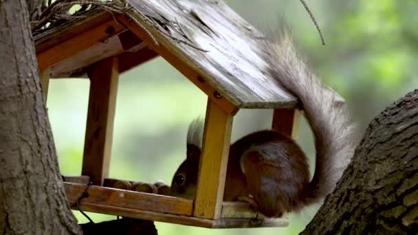 公園のリスはフィーダーから食べる — ストック動画