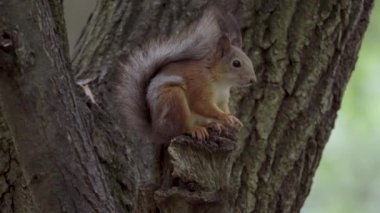 Parktaki sincap besleyiciden yiyor.