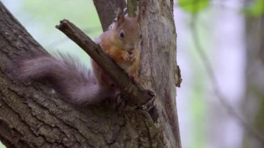 Parktaki sincap besleyiciden yiyor.