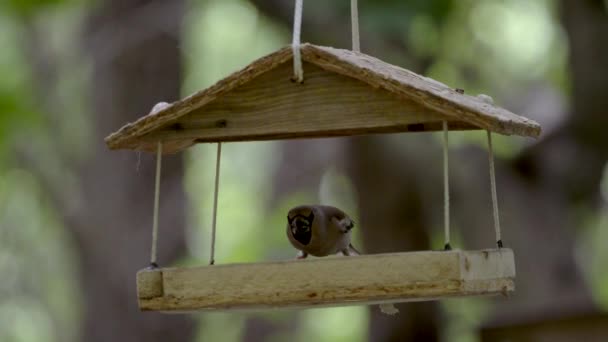 Las aves en el parque comen del comedero — Vídeos de Stock