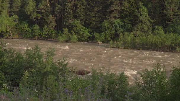 Ein Fluss mit schnellem Wasserfluss im Wald. — Stockvideo