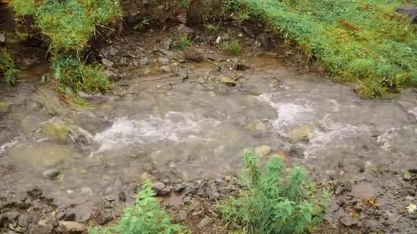 Ein kleiner Waldbach, dessen Wasser schnell über die Steine fließt — Stockvideo