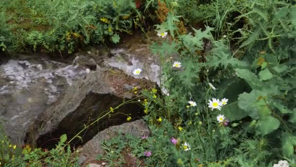 Ein kleiner Waldbach, dessen Wasser schnell über die Steine fließt — Stockvideo