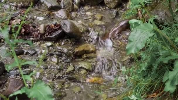 Un piccolo ruscello forestale con acqua che scorre rapidamente sulle pietre — Video Stock