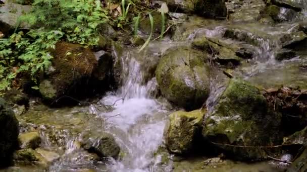 Маленький лісовий струмок з водою швидко тече над камінцями — стокове відео