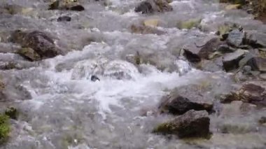 Taşların üzerinden akan suyla küçük bir orman deresi.