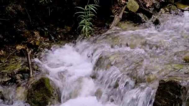 Ein kleiner Waldbach, dessen Wasser schnell über die Steine fließt — Stockvideo