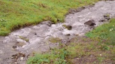 Taşların üzerinden akan suyla küçük bir orman deresi.