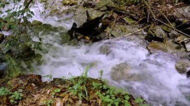 Taşların üzerinden akan suyla küçük bir orman deresi.