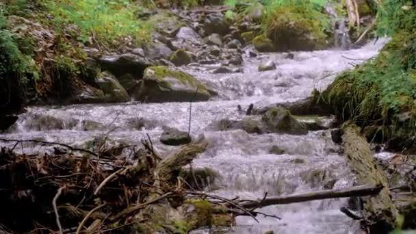 Mały strumień leśny z wodą szybko przepływającą przez kamienie — Wideo stockowe