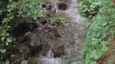 Taşların üzerinden akan suyla küçük bir orman deresi.