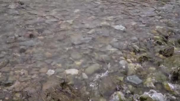 En liten skogsbäck med vatten som rinner snabbt över stenarna — Stockvideo