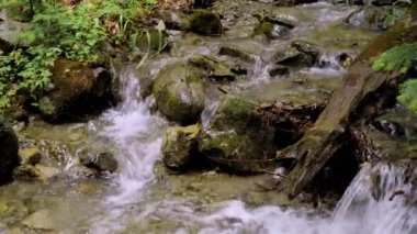 Taşların üzerinden akan suyla küçük bir orman deresi.