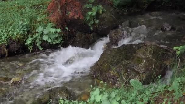 Un petit ruisseau forestier avec de l'eau qui coule rapidement sur les pierres — Video