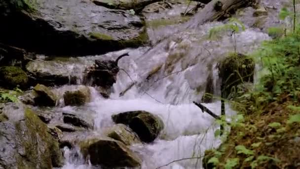 Ein kleiner Waldbach, dessen Wasser schnell über die Steine fließt — Stockvideo