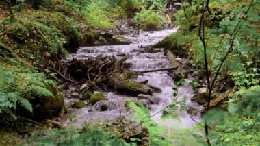 Taşların üzerinden akan suyla küçük bir orman deresi.