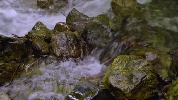 Ein kleiner Waldbach, dessen Wasser schnell über die Steine fließt — Stockvideo