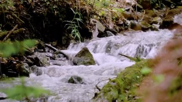 Ein kleiner Waldbach, dessen Wasser schnell über die Steine fließt — Stockvideo