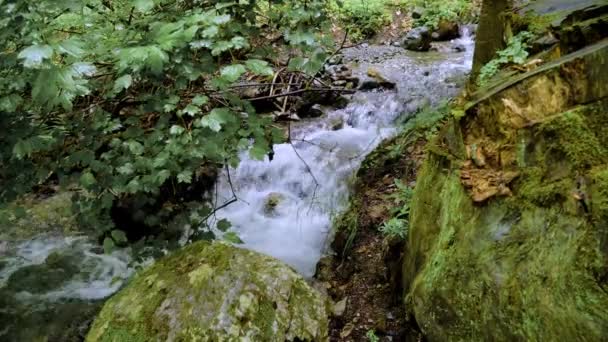 石の上に水が急速に流れる小さな森の流れ — ストック動画