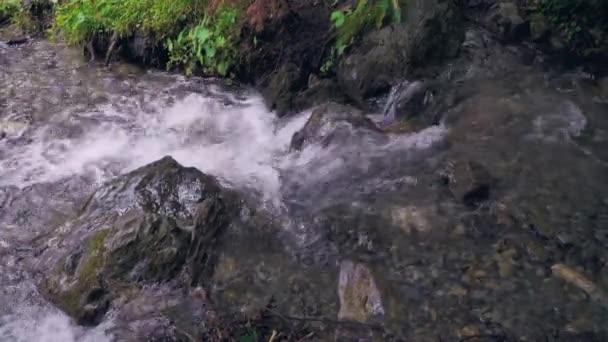 Ein kleiner Waldbach, dessen Wasser schnell über die Steine fließt — Stockvideo